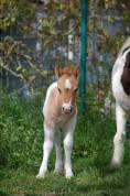 POULAIN SHETLAND PP PIE ALEZAN DUN