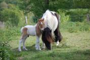 POULAIN SHETLAND PP PIE ALEZAN DUN