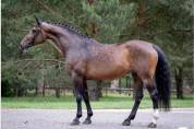 Jument par Cassini II, 13 ans