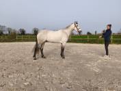Ponette d'endurance 