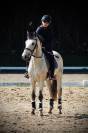 Plusieurs poneys &agrave; vendre 