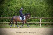 Plusieurs poneys &agrave; vendre 