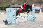 Plusieurs poneys &agrave; vendre 