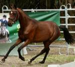 Plusieurs poneys &agrave; vendre 