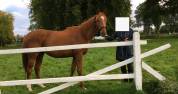 Location de pr&eacute;s pour chevaux & poney