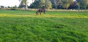 Location de pr&eacute;s pour chevaux & poney