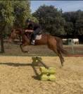 Jument trotteuse 