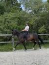 Hongre - Oldenbourg - 13 ans - Dressage - France