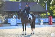 Hongre - Oldenbourg - 13 ans - Dressage - France