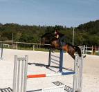 Hongre - Oldenbourg - 13 ans - Dressage - France