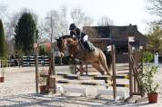 Jeune cheval de sport 4 ans