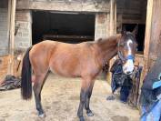 Jeune cheval de sport 4 ans