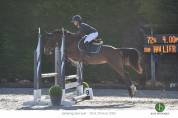 Jeune cheval de sport 4 ans