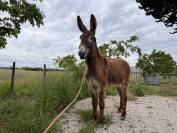 Adorable Anesse de 5 ans toisant 1m40 