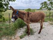 Adorable Anesse de 5 ans toisant 1m40 