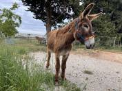 Adorable Anesse de 5 ans toisant 1m40 