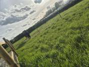 Pension box paddock - Ecurie des 4 saisons - 59262