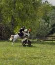 Welsh Pony B