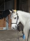 Welsh Pony B