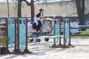 Welsh Pony B
