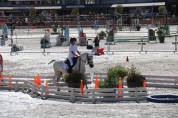 Welsh Pony B