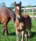 Foal SF m&acirc;le