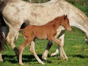 Poulain poney fran&ccedil;ais de selle 