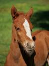 Poulain poney fran&ccedil;ais de selle 