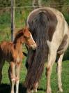 Poulain poney fran&ccedil;ais de selle 