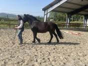 Merens hongre 5 ans