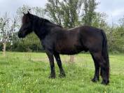 Merens hongre 5 ans