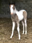 Foal par Dragibus du Rouget