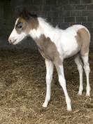 Foal par Dragibus du Rouget