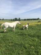 Foal par Dragibus du Rouget
