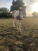 Foal par Dragibus du Rouget