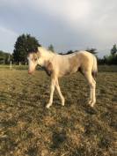Foal par Dragibus du Rouget