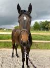 Hongre de 3 ans CSO