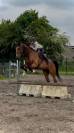 Chevaux a vendre