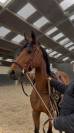 Chevaux a vendre