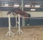Chevaux a vendre