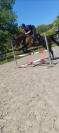 Chevaux a vendre