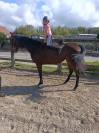 Chevaux a vendre