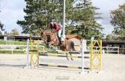 Jument CSO 