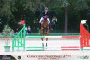 Mezza affida cavallo da salto ostacoli 