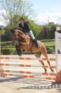 Mezza affida cavallo da salto ostacoli 