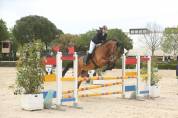 Mezza affida cavallo da salto ostacoli 