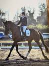 Hongre de 12 ans par Soliman de hus