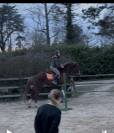 Selle fran&ccedil;ais Alezan 6 ans