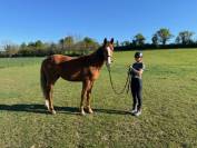 ? Jeune cheval d'avenir dressage x Sir donnerhall 