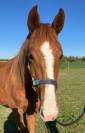 ? Jeune cheval d'avenir dressage x Sir donnerhall 